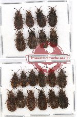 Scientific lot no. 316 Heteroptera (Aradidae) (20 pcs - 8 pcs A2)