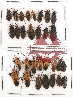 Scientific lot no. 306 Heteroptera (30 pcs)