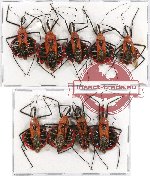 Scientific lot no. 320 Heteroptera (Reduviidae) (9 pcs A2)