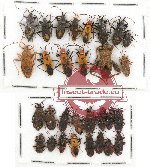 Scientific lot no. 321 Heteroptera (30 pcs)