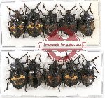 Scientific lot no. 301 Heteroptera (Pentatomidae) (10 pcs A, A2)