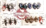 Scientific lot no. 41 Heteroptera (15 pcs A, A-, A2)