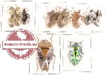 Scientific lot no. 45 Heteroptera (15 pcs A, A-, A2)