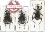 Scientific lot no. 194 Carabidae (3 pcs - 1 pc A2)