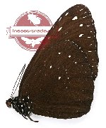 Euploea camaralzeman scuderii (A2)