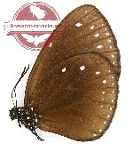 Euploea stephensi kirschi (A-)