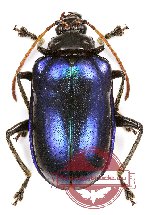 Chrysomelidae sp. 49 (10 pcs)