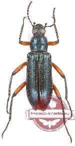 Tenebrionidae sp. 77A (A2)