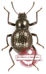 Tenebrionidae sp. 75A