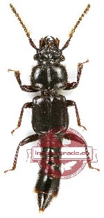 Staphylinidae sp. 6A (10 pcs)
