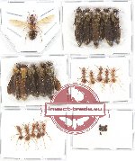 Scientific lot no. 6A Formicidae (25 pcs)