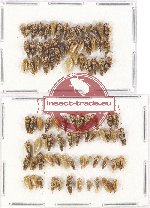 Scientific lot no. 20 Homoptera (52 pcs)