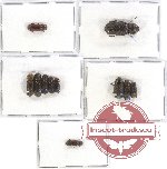 Bostrichidae Scientific lot no. 15A (10 pcs)