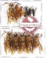Scientific lot no. 206 Hymenoptera (11 pcs)