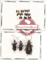 Scientific lot no. 406 Heteroptera (24 pcs)