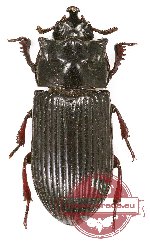 Tenebrionidae sp. 78