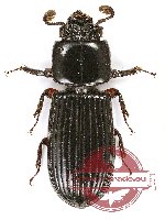 Passalidae sp. 33