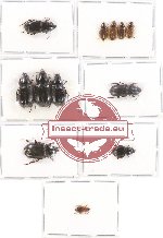 Scientific lot no. 264 Carabidae (12 pcs A, A2)