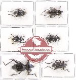 Scientific lot no. 194A Tenebrionidae (6 pcs A2)