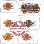 Scientific lot no. 420 Heteroptera (Scutellarinae) (8 pcs - 3 pcs A2)
