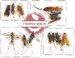 Scientific lot no. 235 Hymenoptera (Braconidae) (13 pcs)