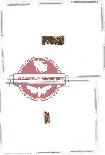 Scientific lot no. 71 Staphylinidae (12 pcs)