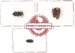 Scientific lot no. 58 Eucnemidae (4 pcs)