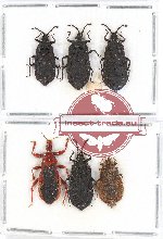 Scientific lot no. 424 Heteroptera (6 pcs)
