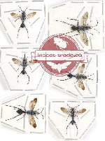 Scientific lot no. 167 Hymenoptera (Chalybion spp.) (6 pcs)
