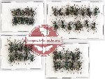 Scientific lot no. 293 Curculionidae (45 pcs)