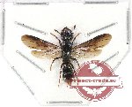 Hymenoptera sp. 108