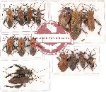 Scientific lot no. 450 Heteroptera (Coreidae) (16 pcs A, A-, A2)