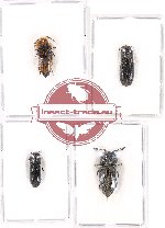 Scientific lot no. 56A Eucnemidae (4 pcs - 1 pc A2)