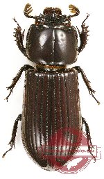 Passalidae sp. 34 (10 pcs)
