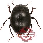 Tenebrionidae sp. 57 (5 pcs)
