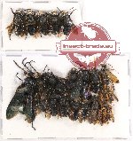 Scientific lot no. 178 Hymenoptera (23 pcs)