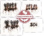 Scientific lot no. 9 Formicidae (20 pcs)