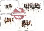 Scientific lot no. 8A Formicidae (22 pcs)