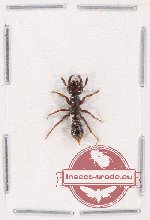 Formicidae sp. 70 (10 pcs)