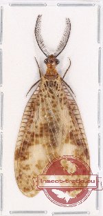 Corydalidae sp. 10 (A2)