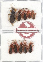 Scientific lot no. 468 Heteroptera (Reduviidae) (10 pcs A2)