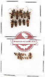 Scientific lot no. 490 Heteroptera (24 pcs)
