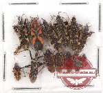 Scientific lot no. 498 Heteroptera (13 pcs)