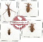 Scientific lot no. 511 Heteroptera (4 pcs)