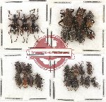 Scientific lot no. 370 Curculionidae (27 pcs)