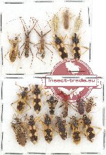 Scientific lot no. 558 Heteroptera (20 pcs)
