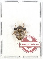 Scientific lot no. 555 Heteroptera (1 pc A2)