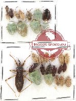 Scientific lot no. 559 Heteroptera (30 pcs)