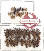 Scientific lot no. 566 Heteroptera (39 pcs)