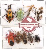 Scientific lot no. 564 Heteroptera (14 pcs)